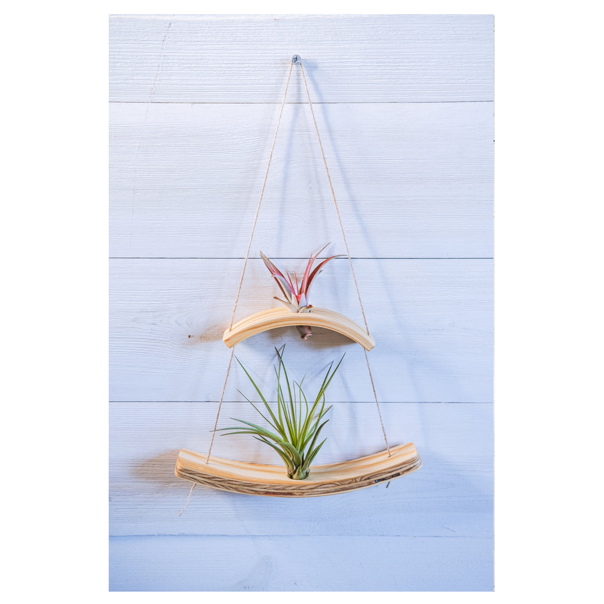two teir bent wood air plant holder hung and tethered with jute rope
