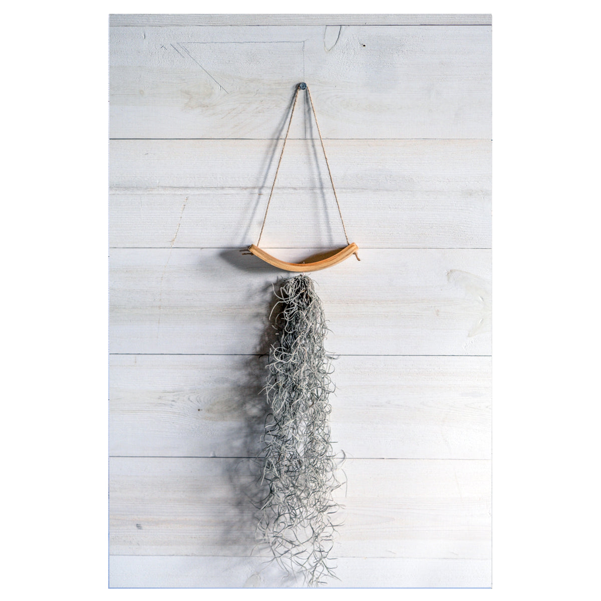 small wooden u shaped air plant holder hung with jute rope