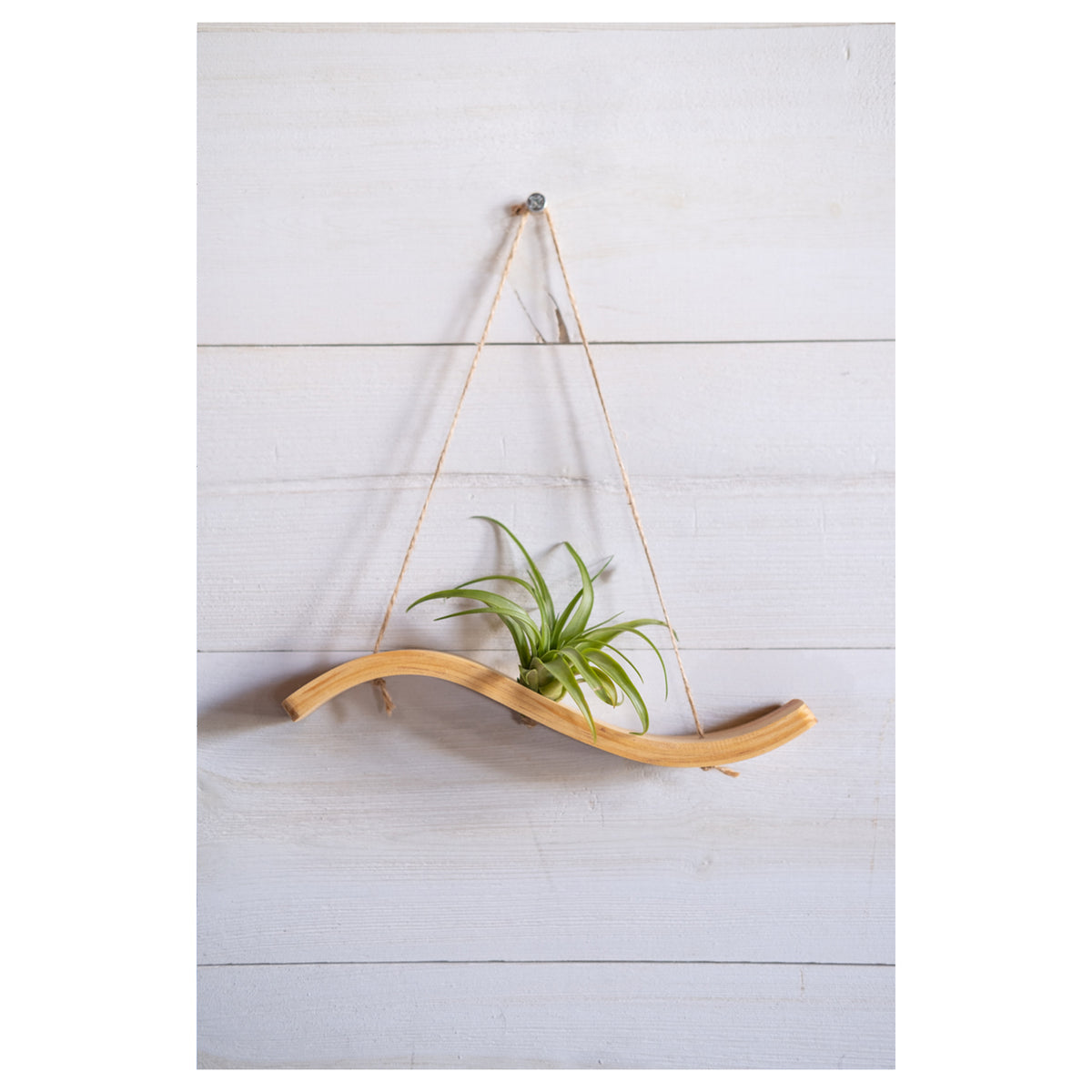a wooden bent wood wave shaped air plant holder hung with jute
