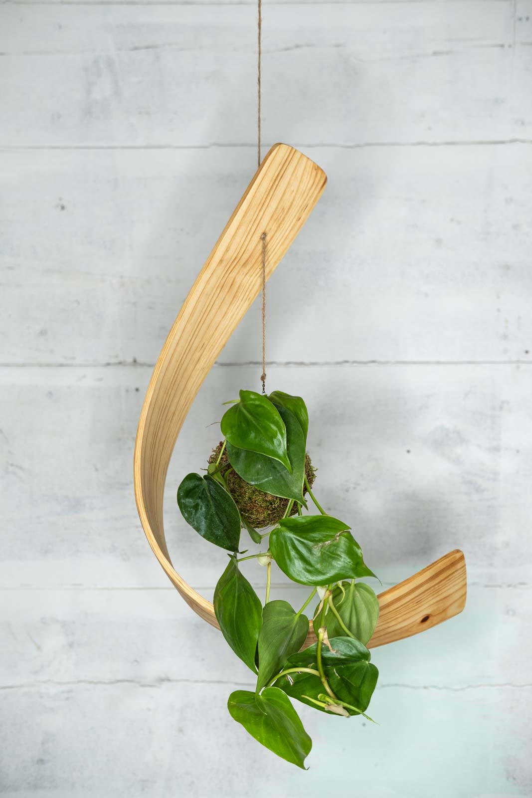 wooden hook for hanging plant Kokedama Plant and Hook