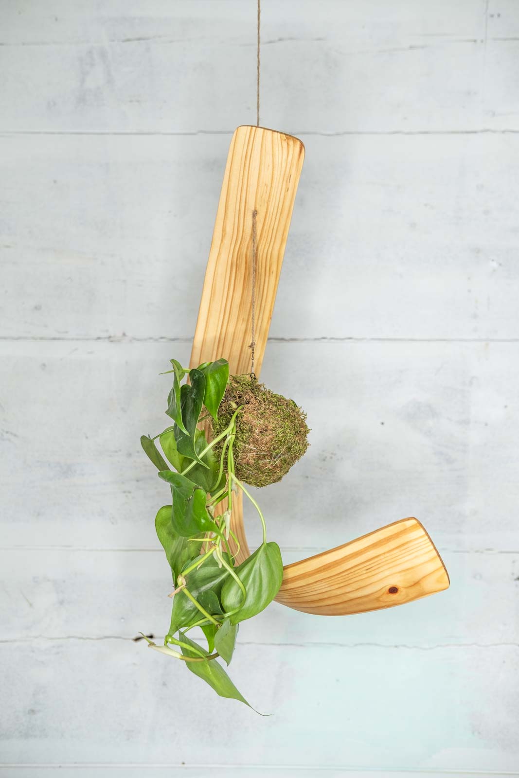 wooden hook for hanging plant Kokedama Plant and Hook