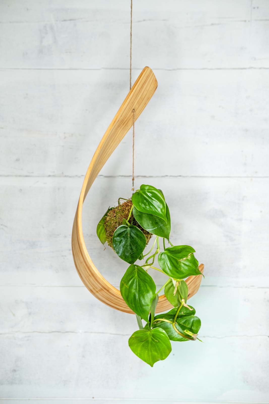 hanging kokedama plants Kokedama Plant and Hook