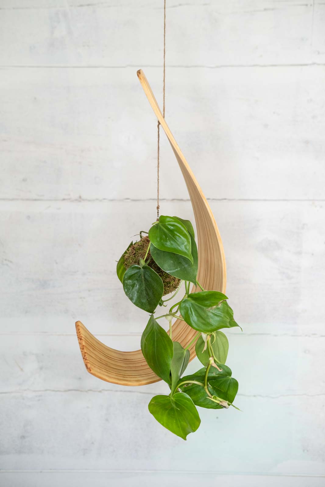 pothos hooks Kokedama Plant and Hook
