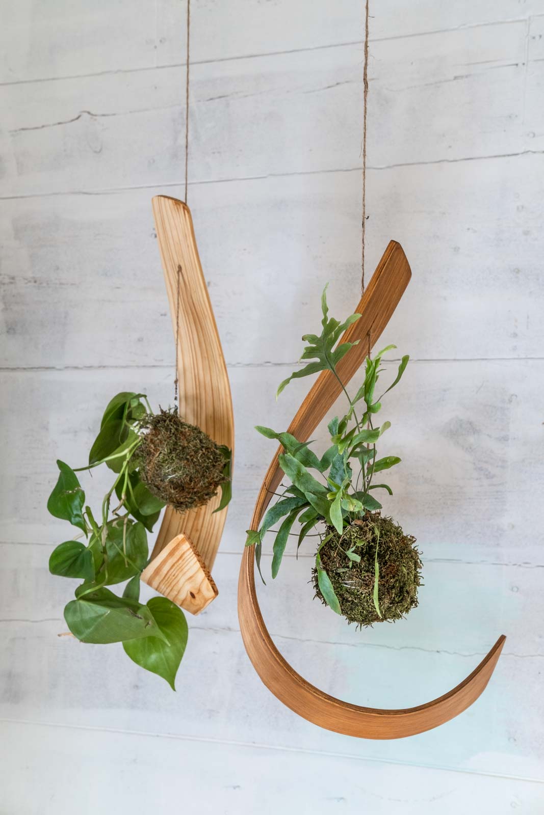 hanging kokedama plants Kokedama Plant and Hook