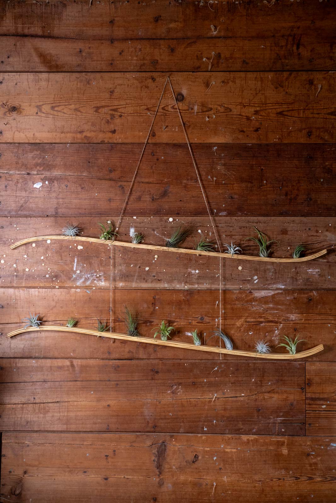 extra large plant hanger Extra Large Double Wave Air Plant Hanger, Air Plant Holder, Air Plant