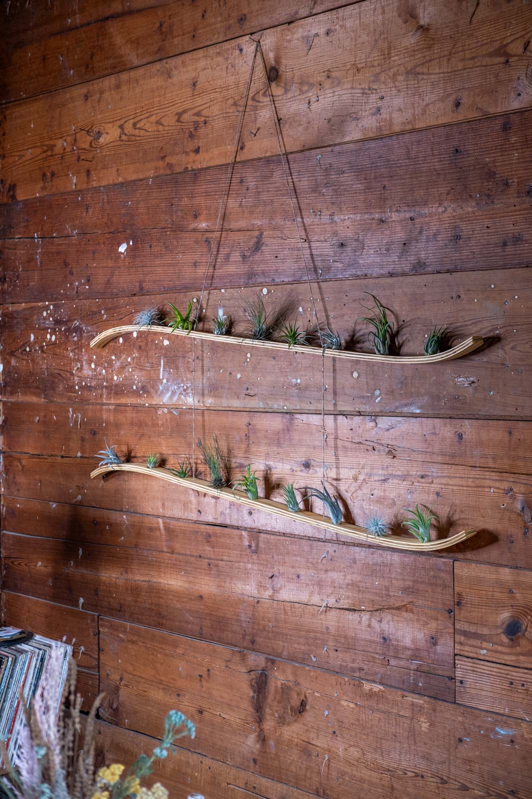 large hanging air plants Extra Large Double Wave Air Plant Hanger, Air Plant Holder, Air Plant