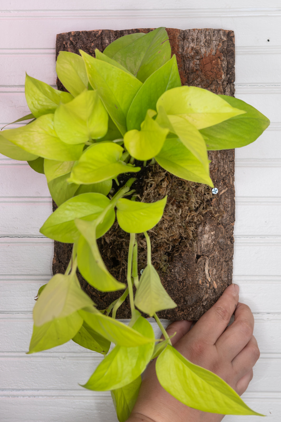 Plant mounting workshop - May 9th