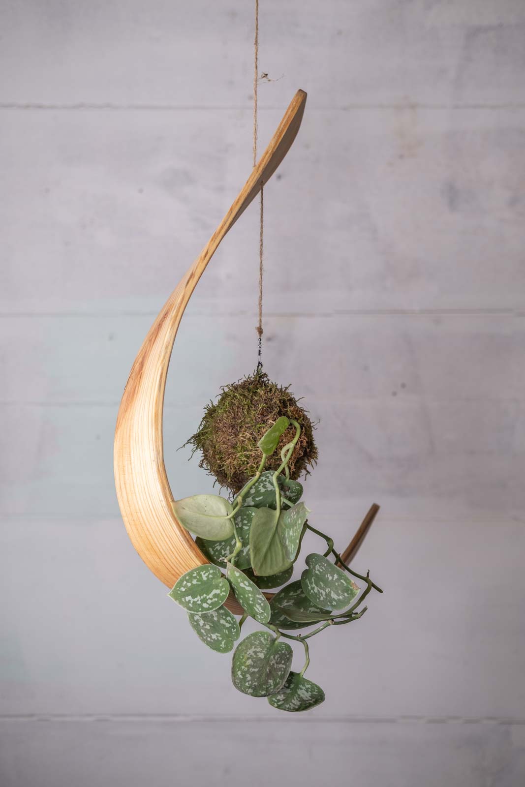 wooden hook for hanging plant Kokedama Plant and Hook