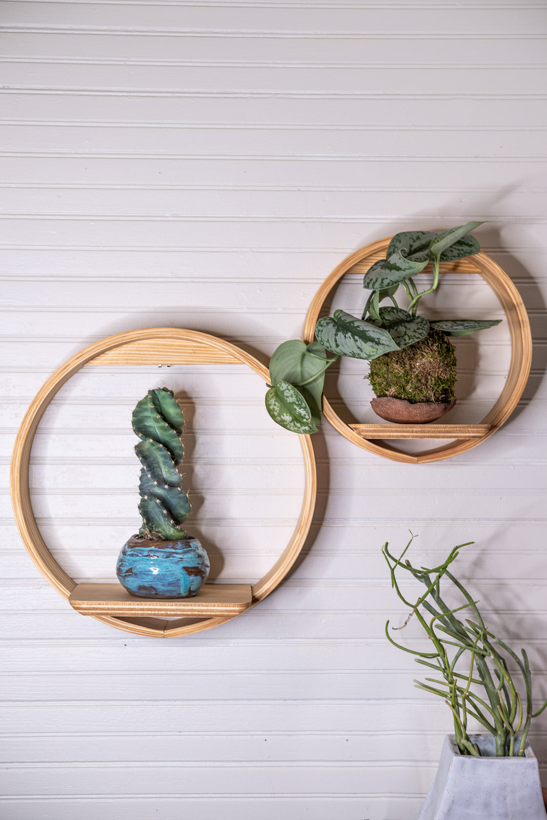 Medium Bubble Cubby Plant Shelf, Wall Hanging Plant Shelf