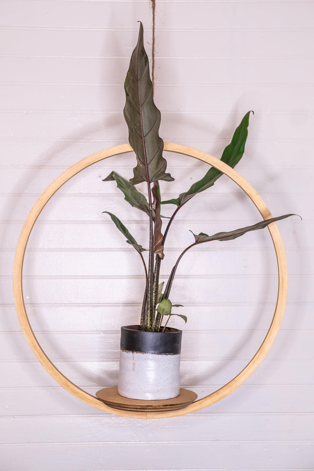 large hanging indoor planter Large Bubble Hanging Planter, Bubble Plant Hanger, Planter With Saucer