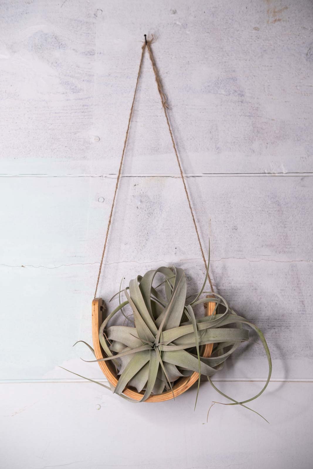air plant cradle Cradle Wave Ceramic Vase Plant Hanger, Hanging Planter, Plant Display,