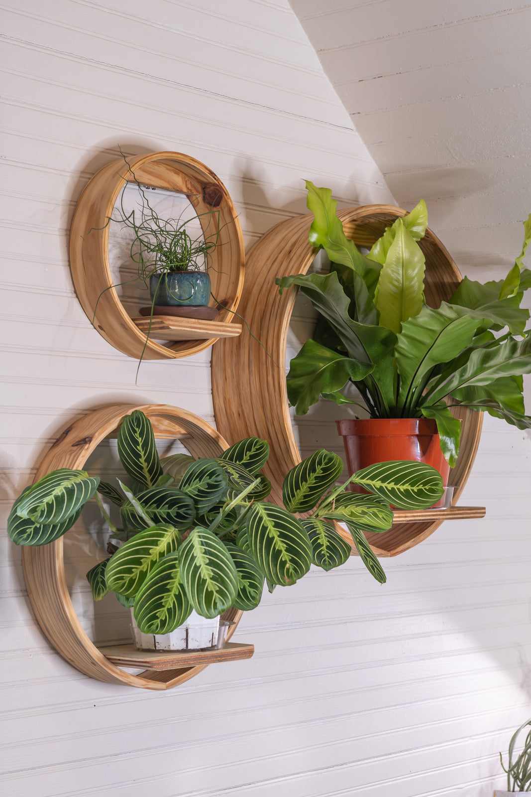 Large Bubble Cubby | Plant Shelf | Wooden Wall Shelf | Wall Hanging | Small Book Shelf | Wall Display Shelf | Modern Wall Shelf