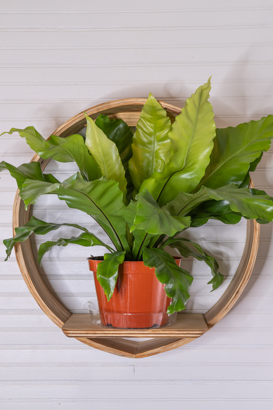 Large Bubble Cubby | Plant Shelf | Wooden Wall Shelf | Wall Hanging | Small Book Shelf | Wall Display Shelf | Modern Wall Shelf