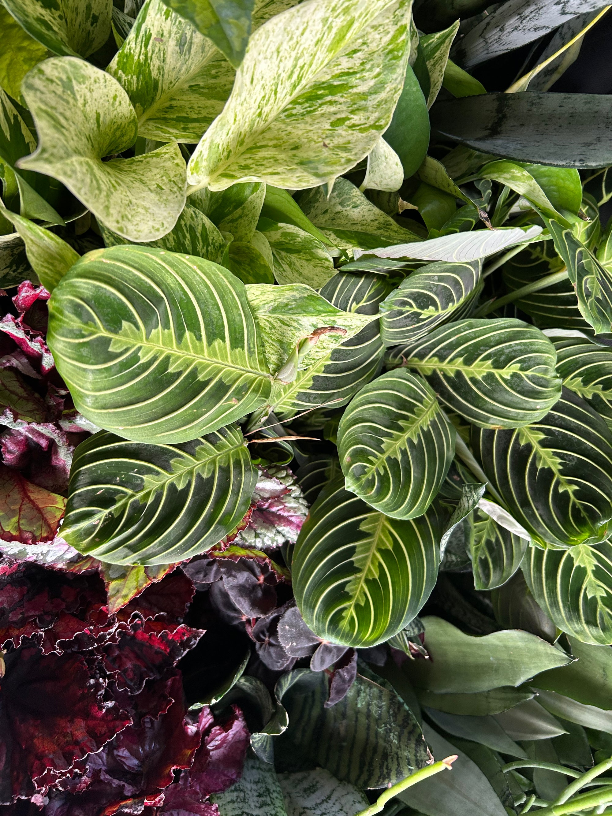 FREE Plant Care Workshop -September 5th - 4pm
