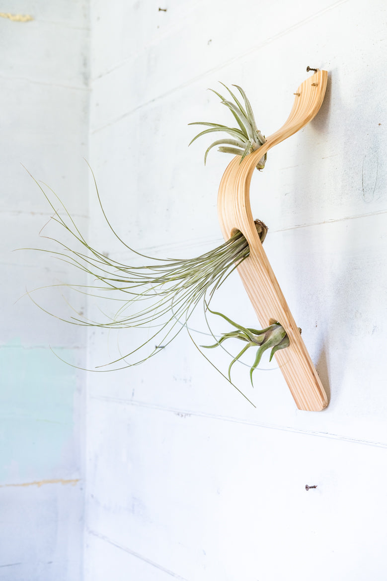 air plant wall hooks Waterfall Wave Vertical Air Plant Hanger, Air Plant Display, Large Wav