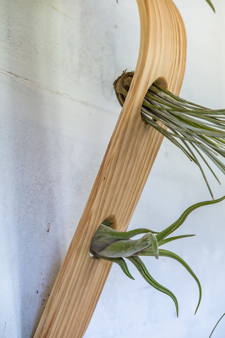 vertical air plant display Waterfall Wave Vertical Air Plant Hanger, Air Plant Display, Large Wav