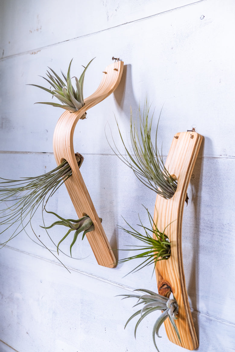 hanging waterfall plants Waterfall Wave Vertical Air Plant Hanger, Air Plant Display, Large Wav
