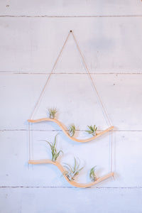 wooden wave shaped air plant hanger