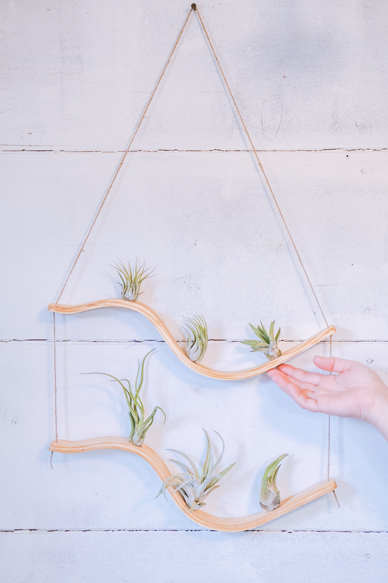 diy air plant wall holder Double Wave Air Plant Hanger, Air plant holder