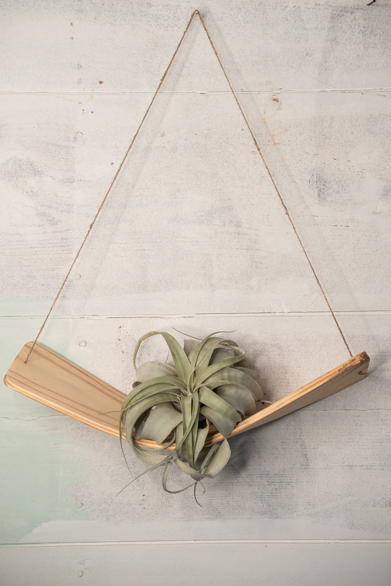 large air plant hanger Large Xerographica air plant hammock hanger, Air Plant Holder, Air Pla