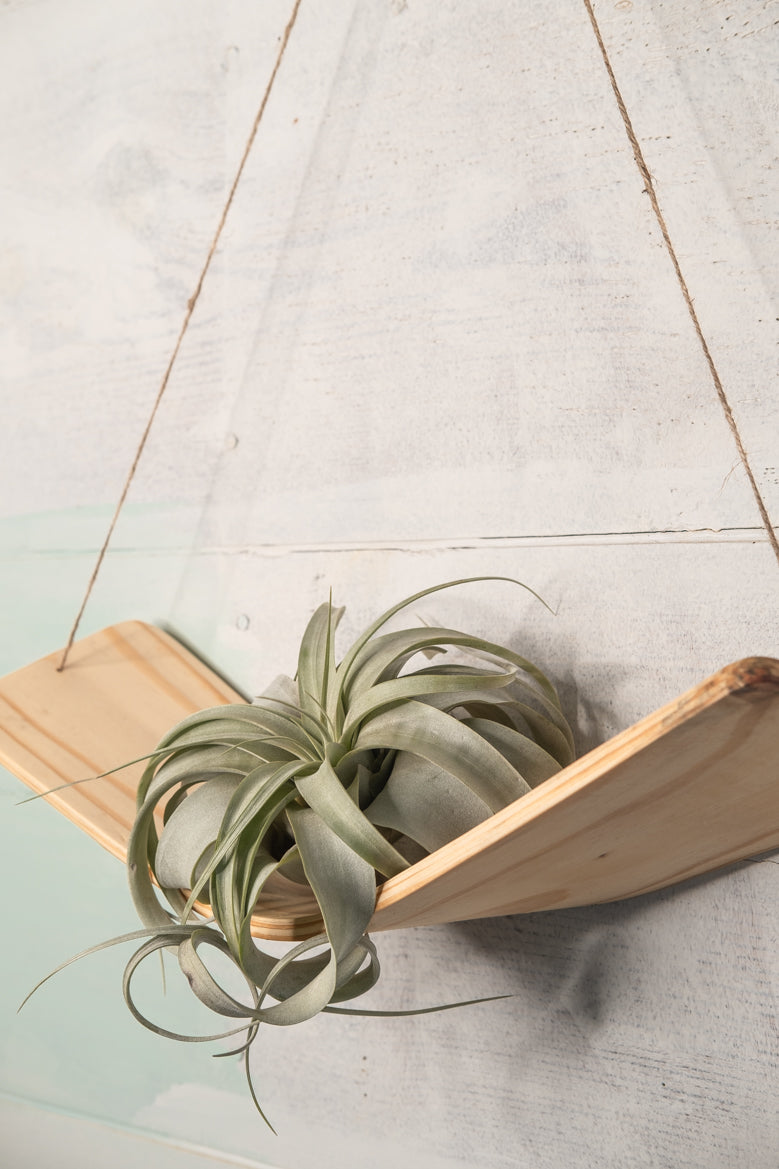hanger plantas Large Xerographica air plant hammock hanger, Air Plant Holder, Air Pla