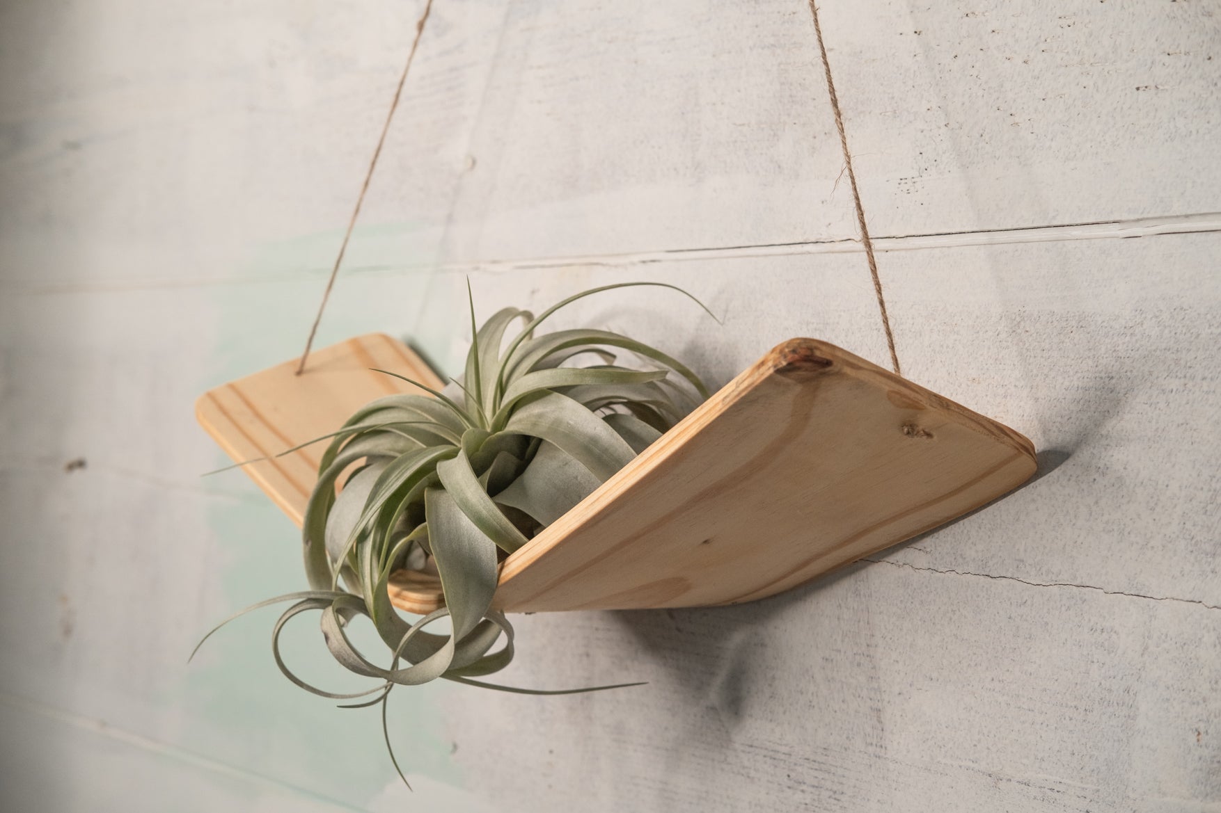 indoor air plant wall Large Xerographica air plant hammock hanger, Air Plant Holder, Air Pla