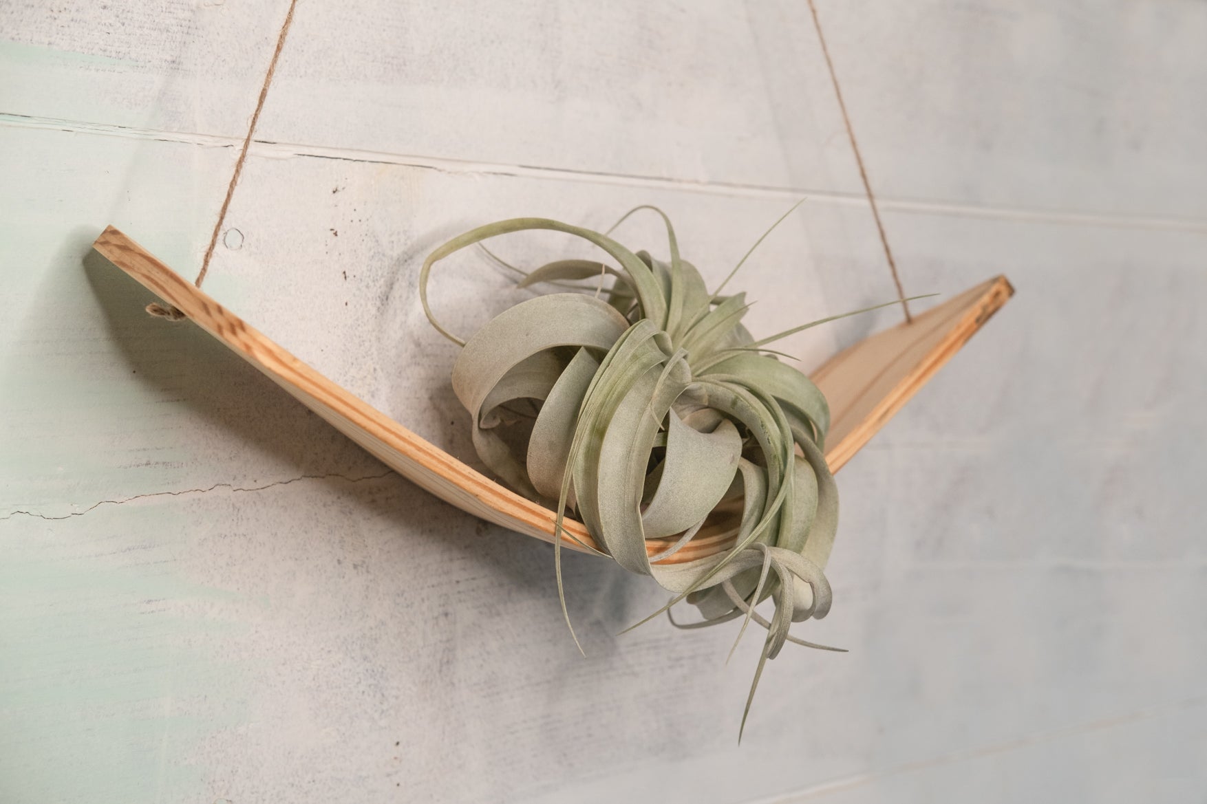 xerographica air plant holder Large Xerographica air plant hammock hanger, Air Plant Holder, Air Pla