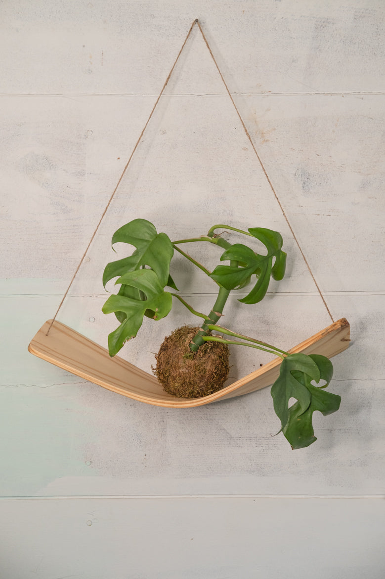 large indoor plant hangers Large Xerographica air plant hammock hanger, Air Plant Holder, Air Pla