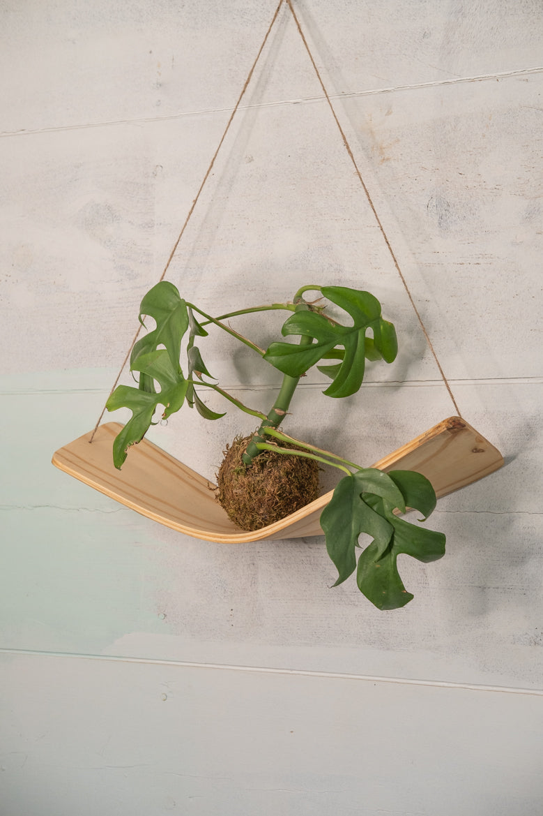 indoor wall plant holders Large Xerographica air plant hammock hanger, Air Plant Holder, Air Pla