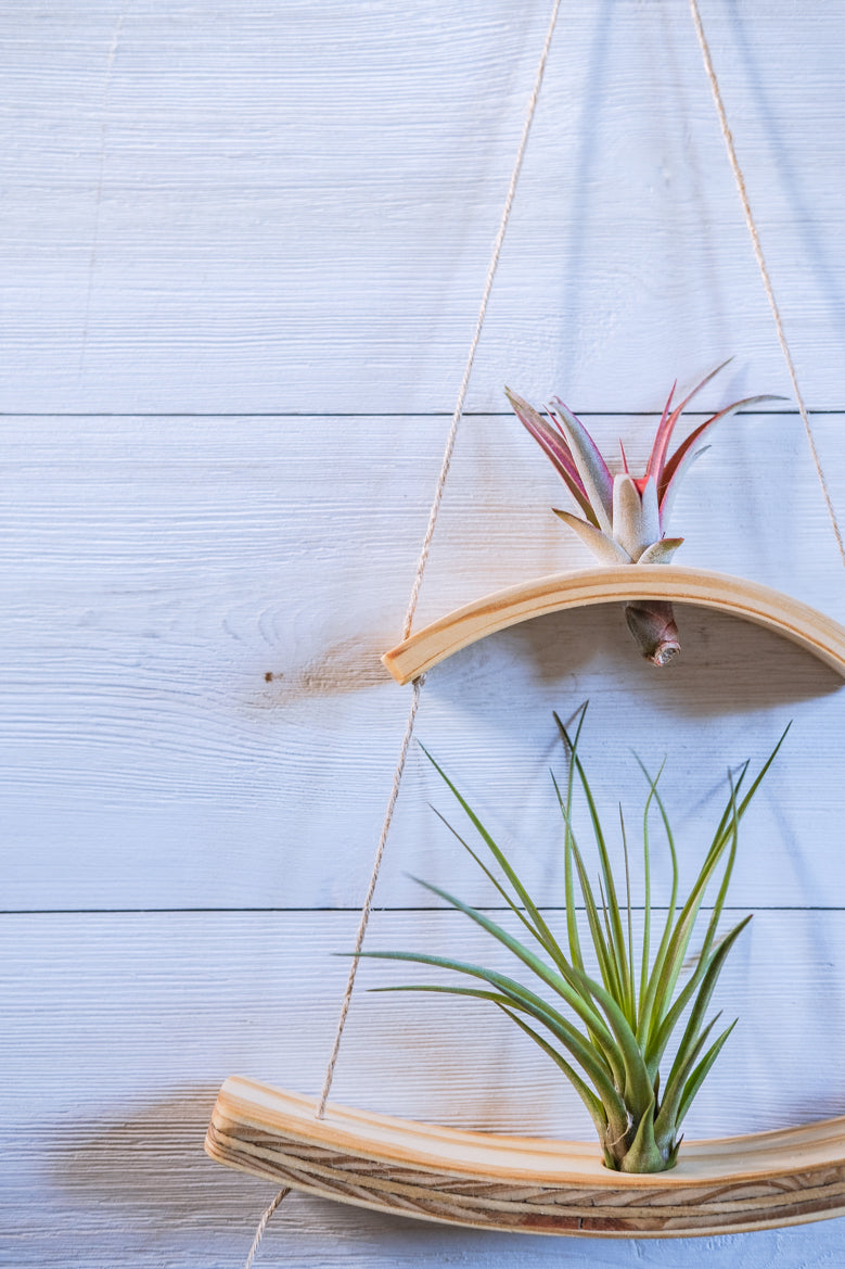 mini air plant holder Mini Wave Double Air Plant Hanger