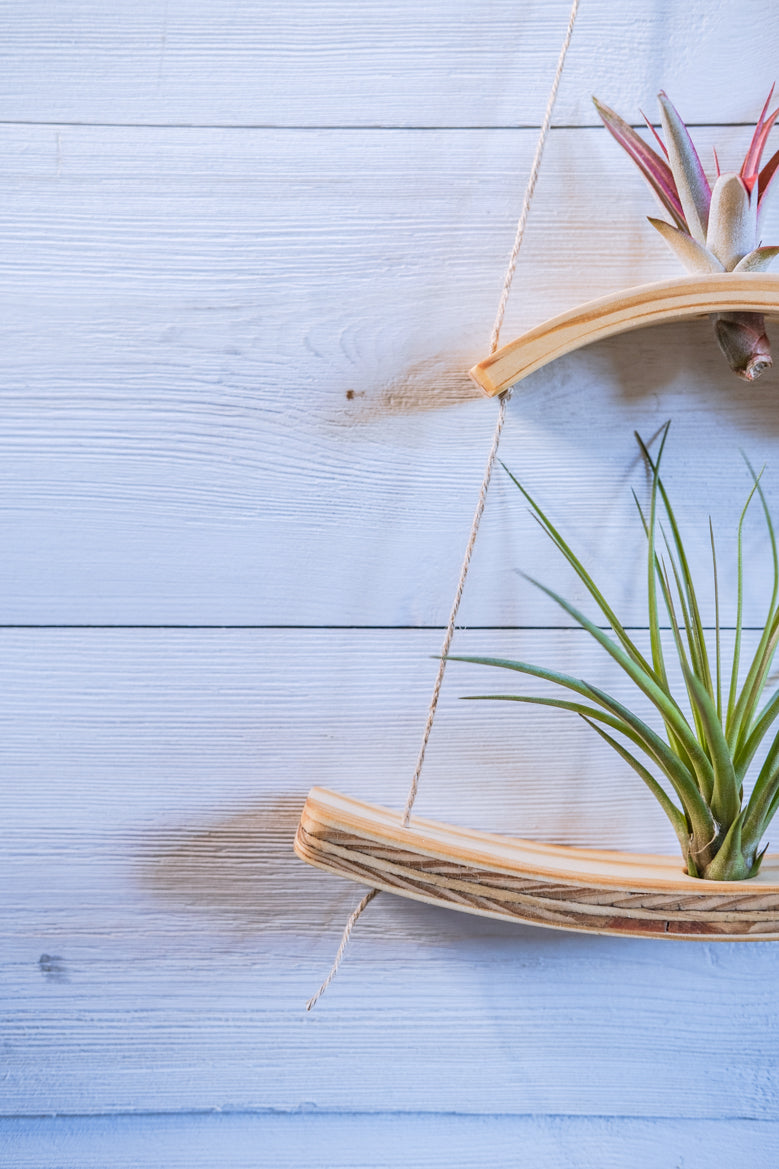driftwood plant hanger Mini Wave Double Air Plant Hanger