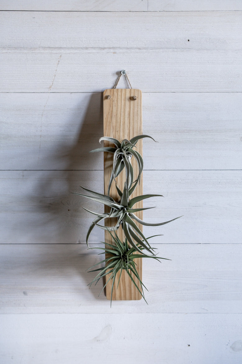 air plant holder for wall Large Vertical Wave Air Plant Hanger, Air plant holder, Hanging Plante