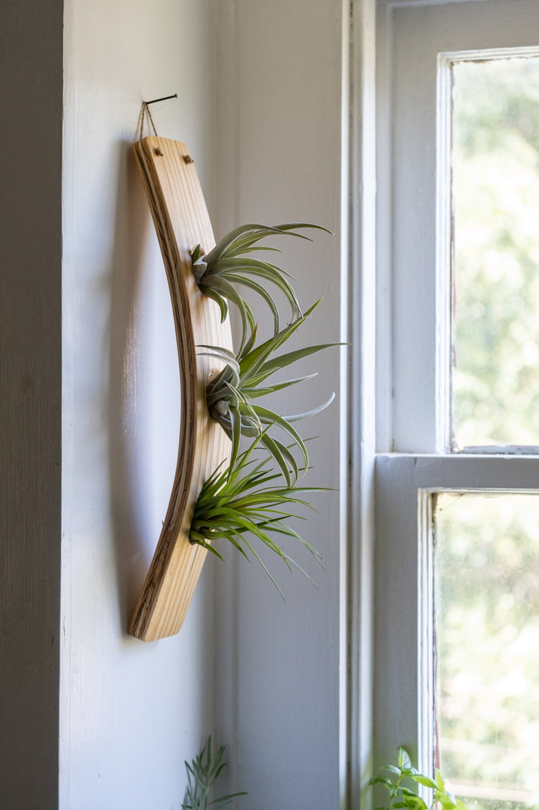 hanging plant racks Large Vertical Wave Air Plant Hanger, Air plant holder, Hanging Plante