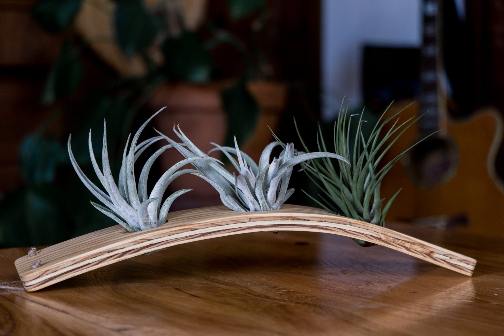 wood post plant hanger Large Vertical Wave Air Plant Hanger, Air plant holder, Hanging Plante