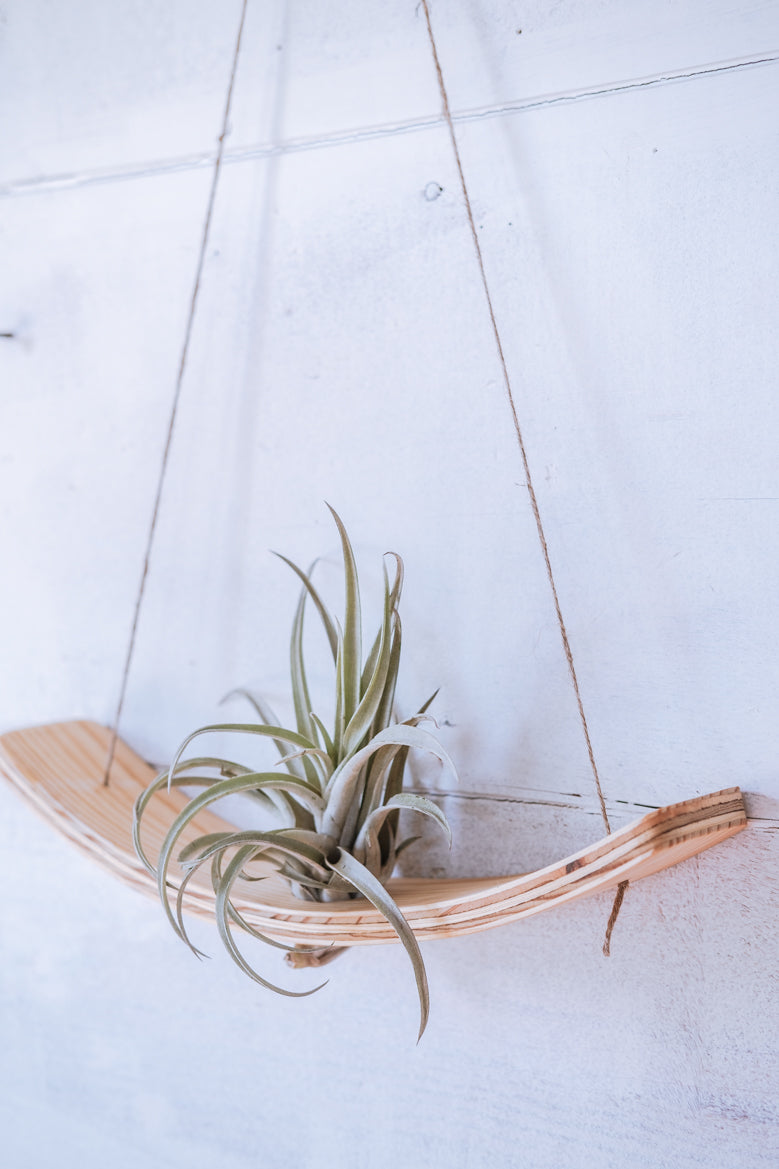 air plant wire hanger Mega Medi U-Bend Air Plant Hanger