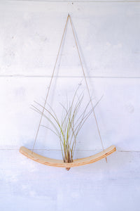 bent wood air plant wall display hung with jute