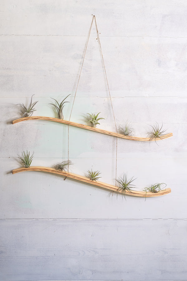 how to hang air plants on wall Large Wave Air Plant Hanger, Wave Air Plant Holder, Air Plant Display,