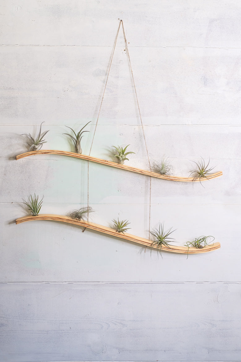 air plants wall Large Wave Air Plant Hanger, Wave Air Plant Holder, Air Plant Display,