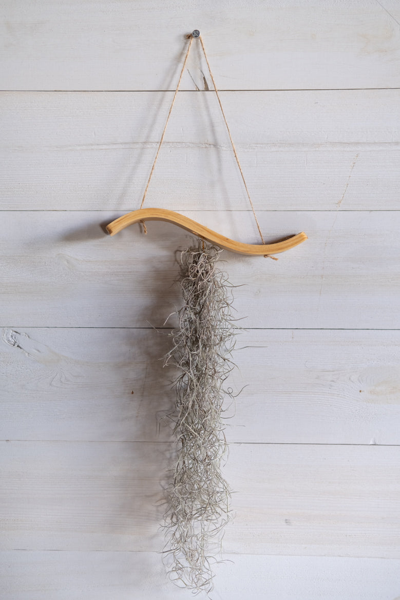 bentwood plant hanger Mini Wave Air Plant Hanger, Air Plant Display, Mini Wave, Air Plant Ha