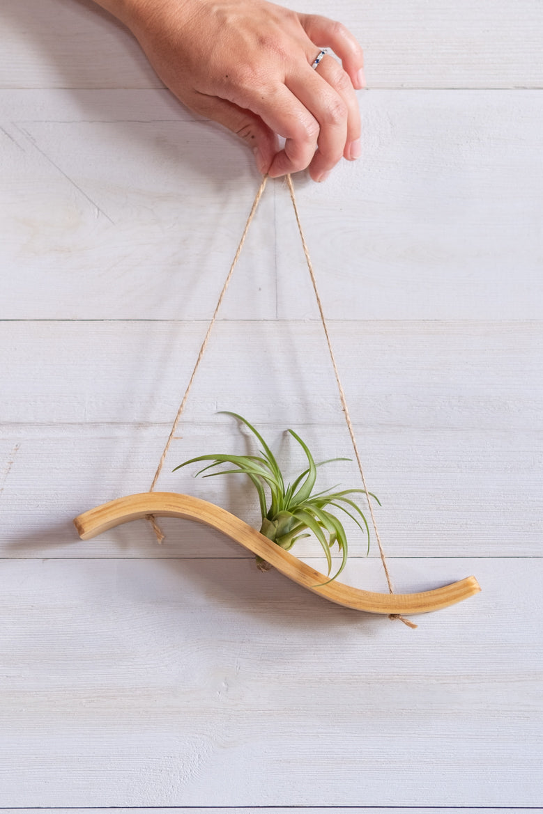 bentwood hanging planter Mini Wave Air Plant Hanger, Air Plant Display, Mini Wave, Air Plant Ha