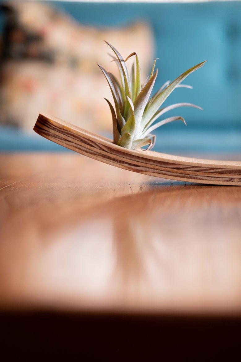 air plant wooden holder Air plant holder , Large Wall Wave Air Plant Hanger