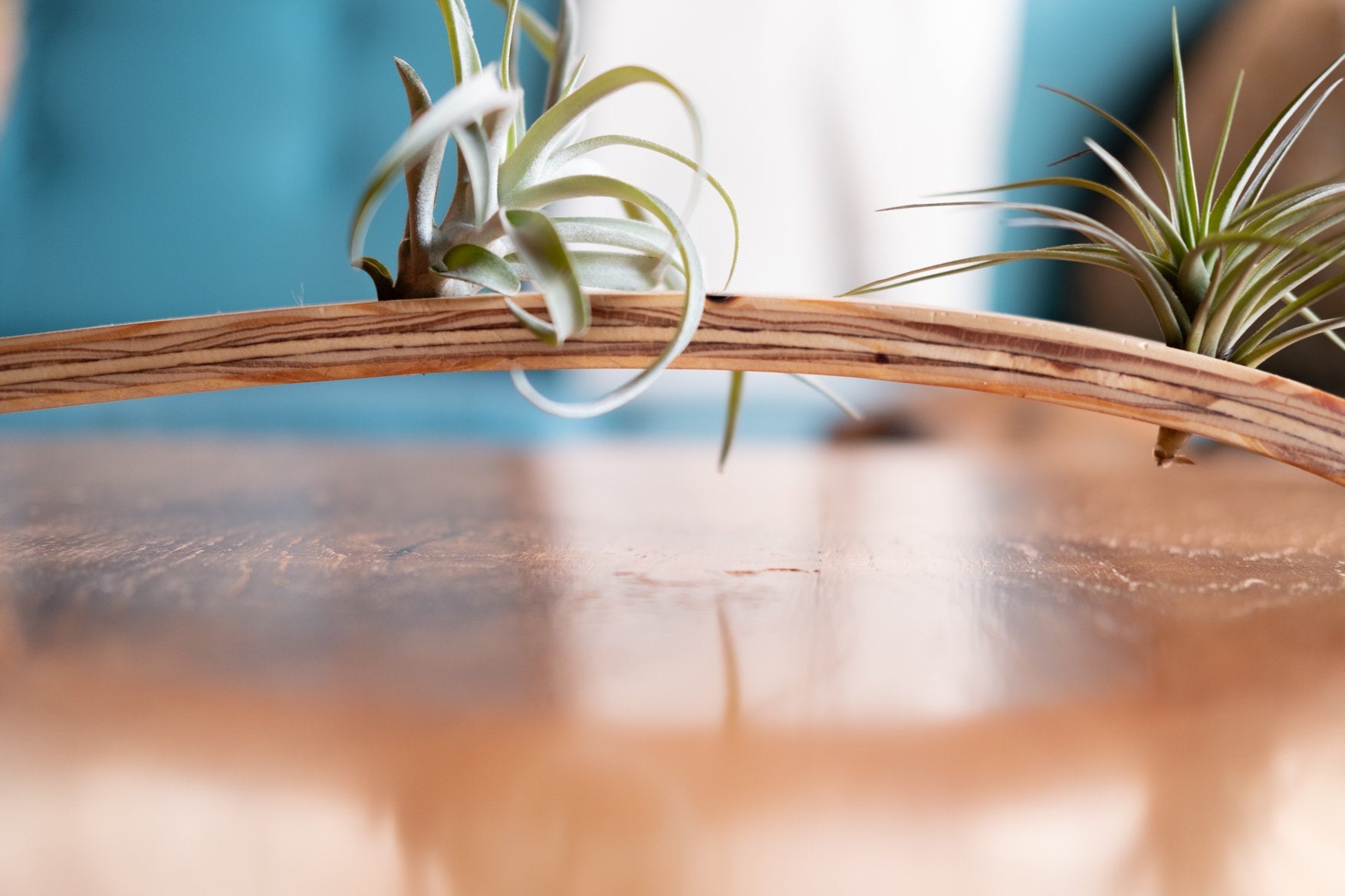 hi lo plant hanger Air plant holder , Large Wall Wave Air Plant Hanger