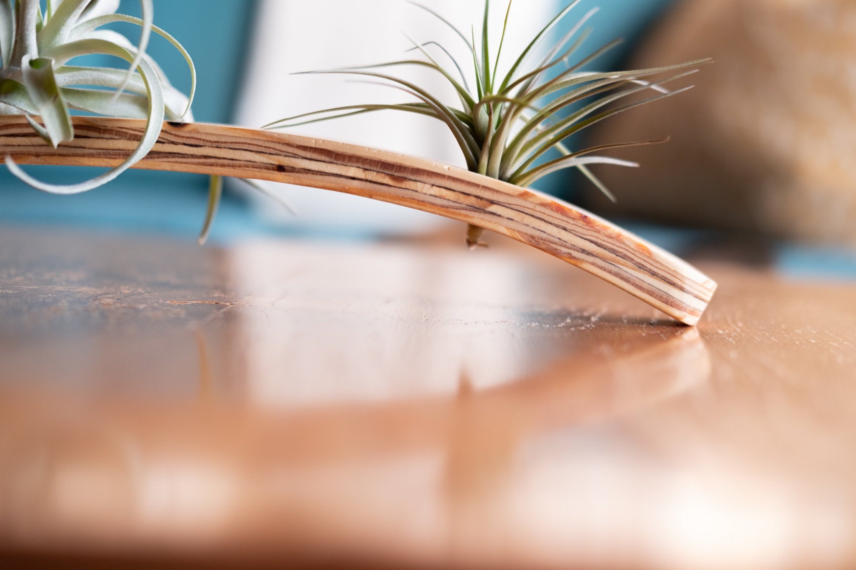 pamina air plant holder Air plant holder , Large Wall Wave Air Plant Hanger