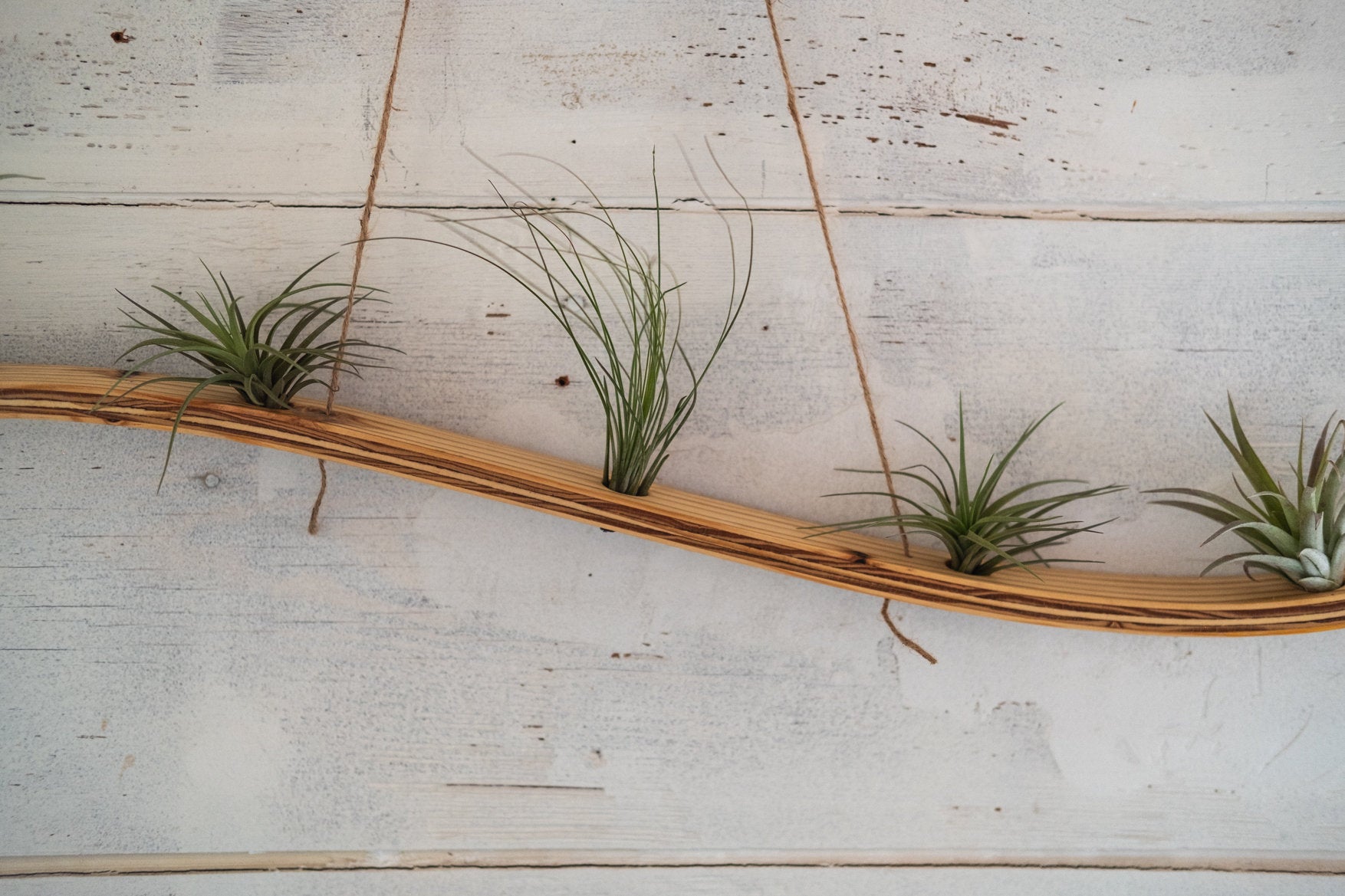 air plant wall holder wood Air plant holder , Large Wall Wave Air Plant Hanger