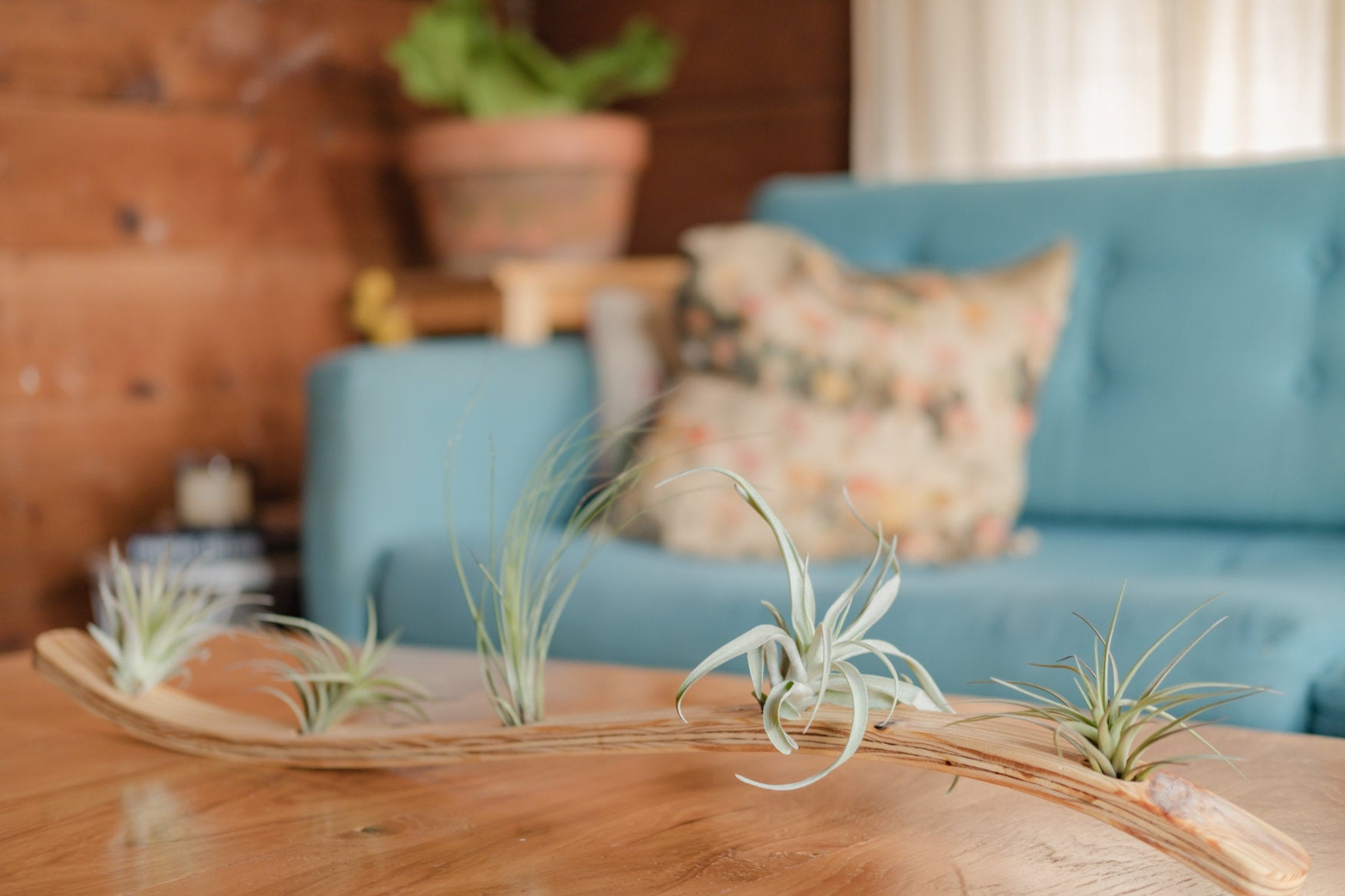 ac moore hanging plants Air plant holder , Large Wall Wave Air Plant Hanger